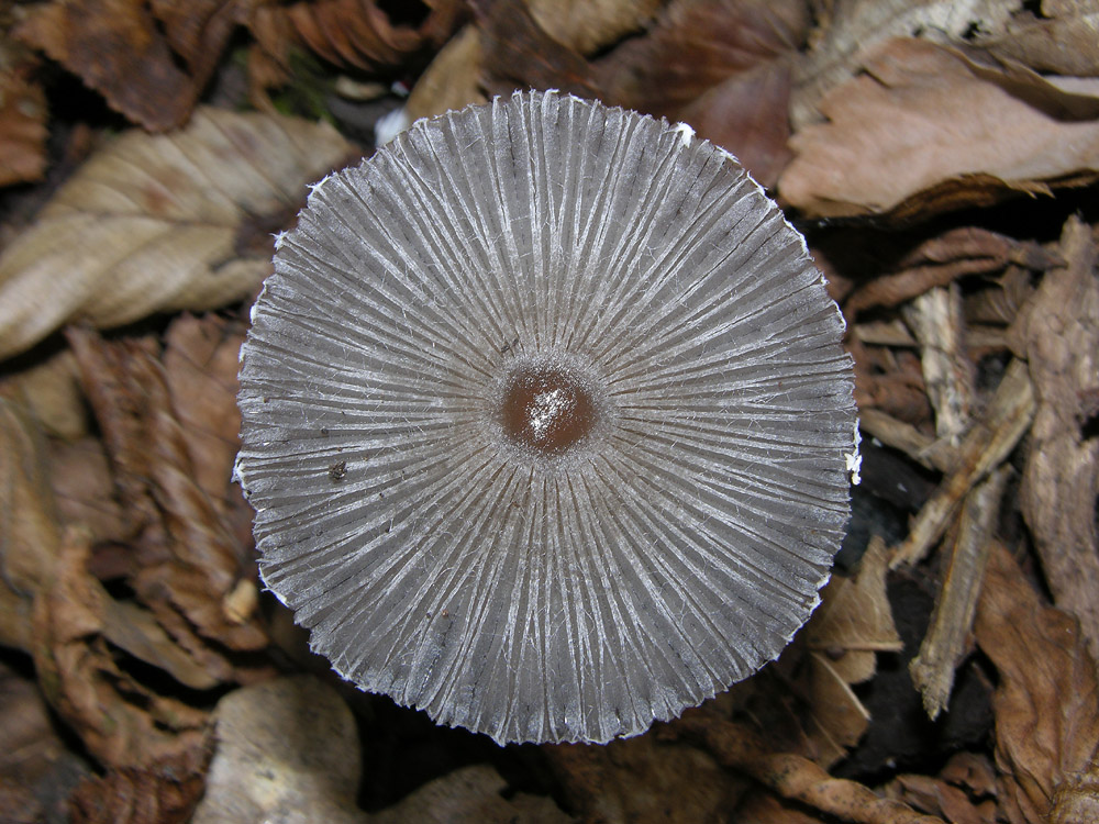 Tempo di Coprinus...